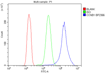 Anti-Cyclin B1/CCNB1 Antibody