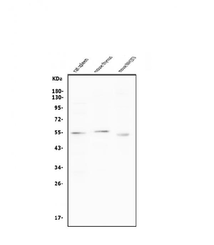 Anti-Cyclin B1/CCNB1 Antibody