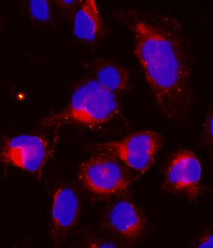 Anti-Cyclin B1/CCNB1 Antibody
