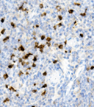 Anti-Cd79a Antibody