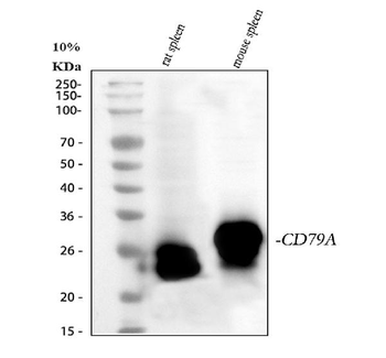 Anti-Cd79a Antibody