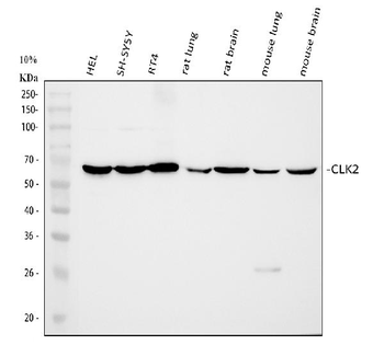 Anti-CLK2 Antibody
