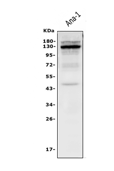 Anti-IL-3RB/Csf2rb Antibody