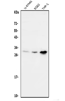 Anti-DDIT3 Antibody