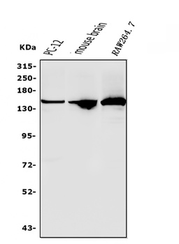 RNA Helicase A/DHX9 Antibody