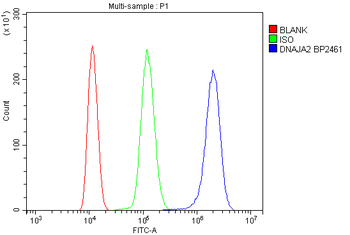 Anti-DNAJA2 Antibody