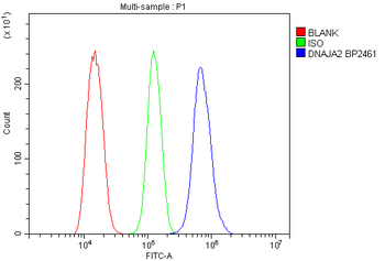 Anti-DNAJA2 Antibody