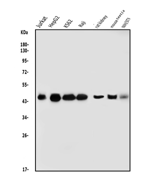 Anti-DNAJA2 Antibody