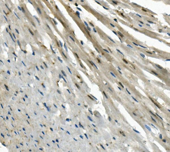 Anti-EAPP Antibody
