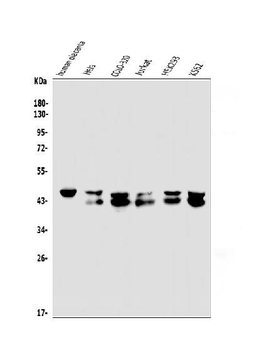 Anti-EAPP Antibody
