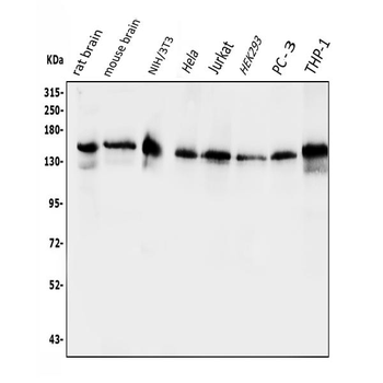 Anti-EPS15 Antibody