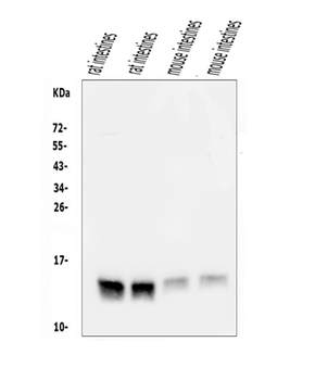Anti-FABP6 Antibody