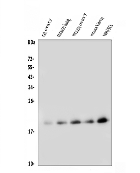 Anti-FGF10 Antibody