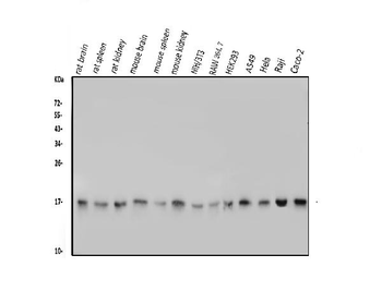 Anti-TTC11/FIS1 Antibody