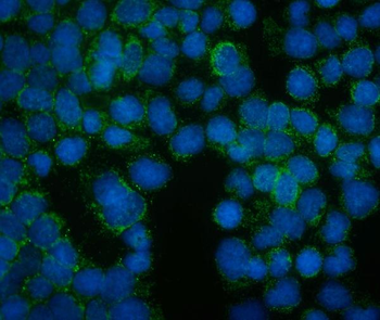 Anti-FRMD6/Willin Antibody