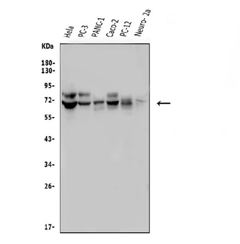 Anti-FRMD6/Willin Antibody