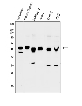 Anti-GFI1 Antibody