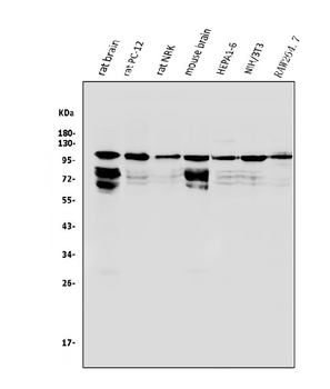 Anti-HGS Antibody
