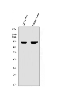 Anti-IFT88 Antibody