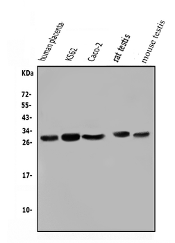 Anti-Lin28/LIN28A Antibody