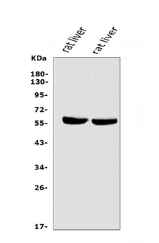 Anti-LIPC Antibody