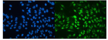 Anti-MBD4/MED1 Antibody