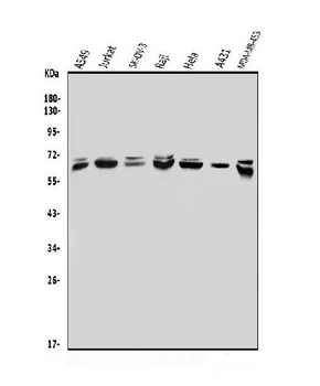 Anti-MBD4/MED1 Antibody