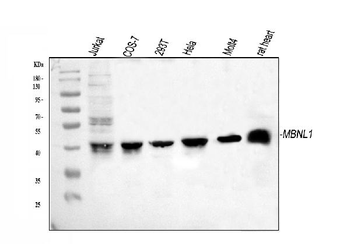 Anti-MBNL1 Antibody