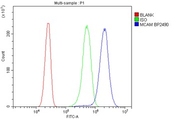 Anti-CD146/Mcam Antibody