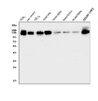 Anti-CD146/Mcam Antibody