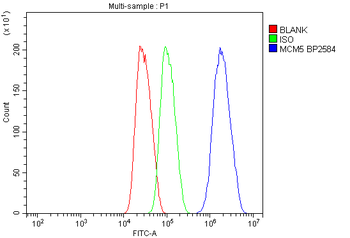 Anti-MCM5 Antibody