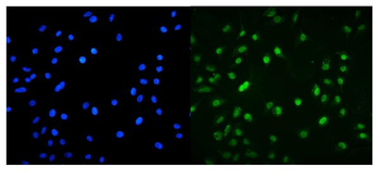 Anti-MNT Antibody