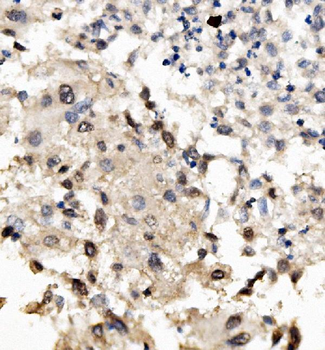 Anti-MNT Antibody