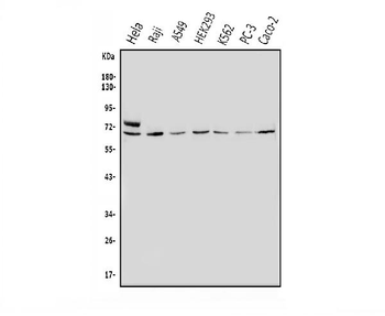 Anti-MNT Antibody