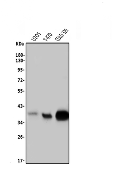 Anti-Musashi 1/Msi1 Antibody