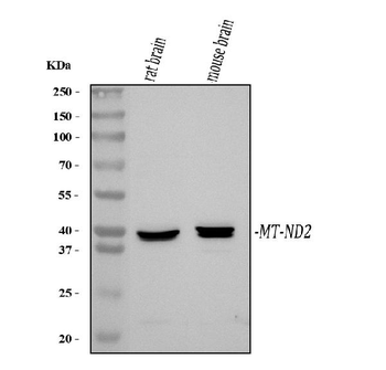Anti-NADH2/Mtnd2 Antibody