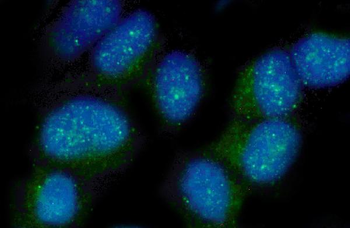 Anti-Nectin 2/NECTIN2 Antibody