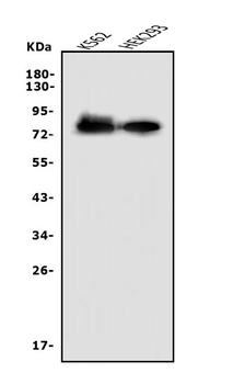 Anti-Nectin 2/NECTIN2 Antibody
