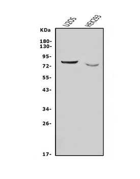 Anti-Nectin 3/NECTIN3 Antibody