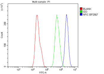 Anti-NFIC/CTF Antibody