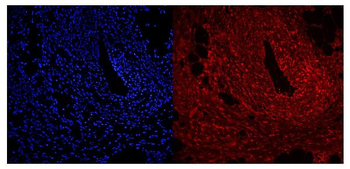 Anti-NFIC/CTF Antibody