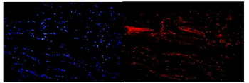 Anti-NFIC/CTF Antibody