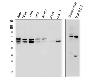 Anti-NFIC/CTF Antibody