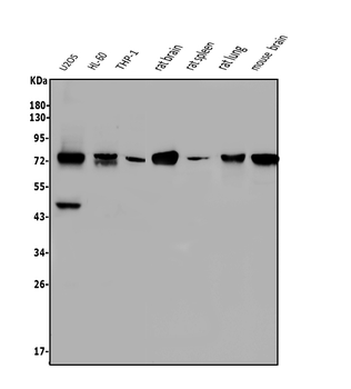 Anti-NOVA2 Antibody