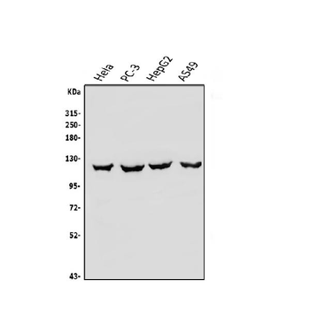 Anti-OAS3 Antibody