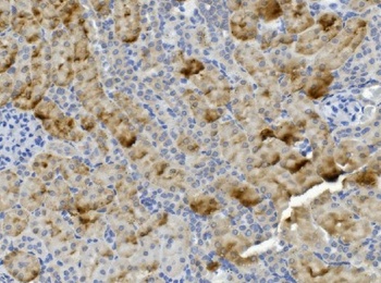 PCK2 Antibody