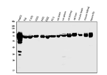 Anti-PCK2 Antibody
