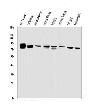 Anti-PHEX Antibody