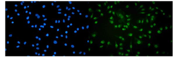 Anti-RNA polymerase II/POLR2A Antibody