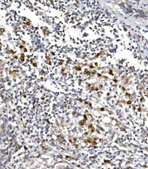 Anti-RNA polymerase II/POLR2A Antibody